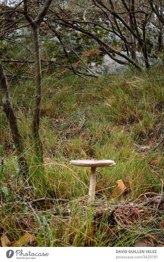 Medium white mushroom in the forest Forest Tracks pathway Autumn Rain rainforest Mushroom fungus Contrast Green White Field tree ocher Nature Overcome