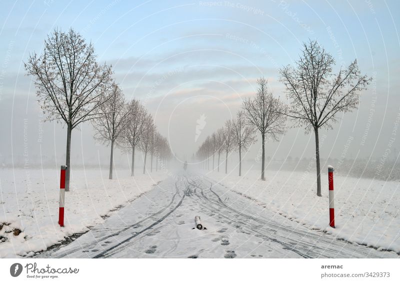 Alley with snow and bicycle lanes Winter Tree Avenue Snow Ice Sky Bicycle Tracks Landscape Nature chill Frost Blue White