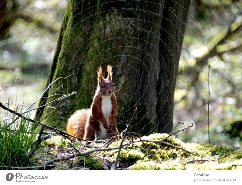 Small red squirrel in the forest in front of a thick tree on moss illuminated by sunlight Squirrel Animal Colour photo 1 Exterior shot Wild animal Nature