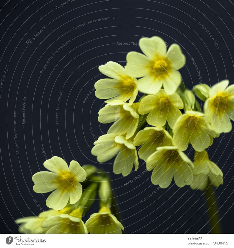 yellow primrose in front of black background Nature Plant Flower Blossom Macro (Extreme close-up) Yellow Close-up Spring Colour photo Exterior shot