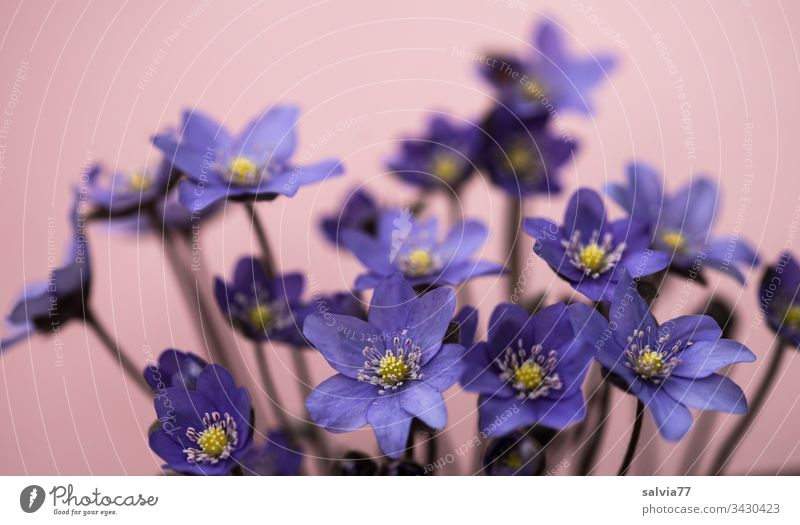 blue liverworts Flower Nature Blossom Hepatica nobilis Spring Neutral Background Isolated Image Close-up Deserted Copy Space top Blossoming Exterior shot