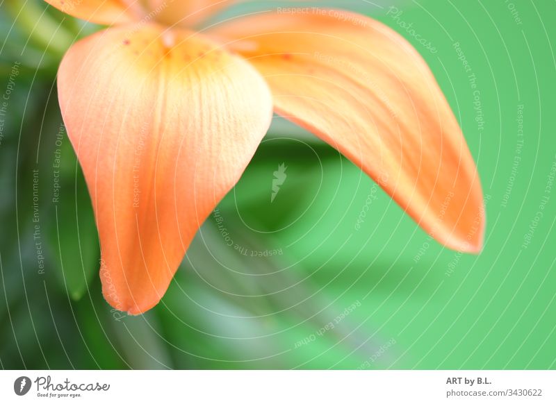 Petals of a lily Flower flowery Copy Space unpeopled Leaf leaves petals Nature Blossom Lily blossom lily leaves Delicate Noble Natural