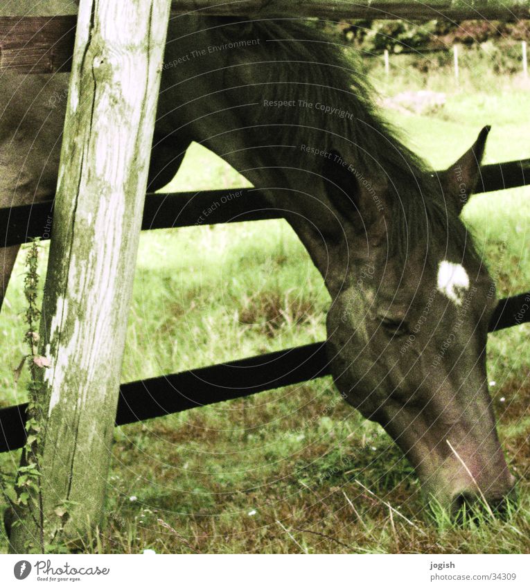 Vintage horse Horse To feed Pasture Meadow Captured Transport Old