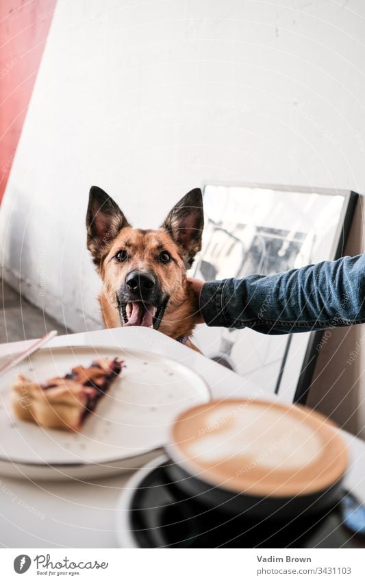 Dog in a cafe dog dessert white coffee coffee cup pie coffee break coffeehouse ginger dog