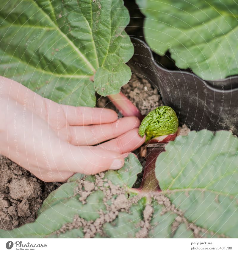 Child's hand holds rhubarb shoot Leisure and hobbies Shallow depth of field Infancy Life Hand Blur Environment Nature Climate change Close-up Exterior shot