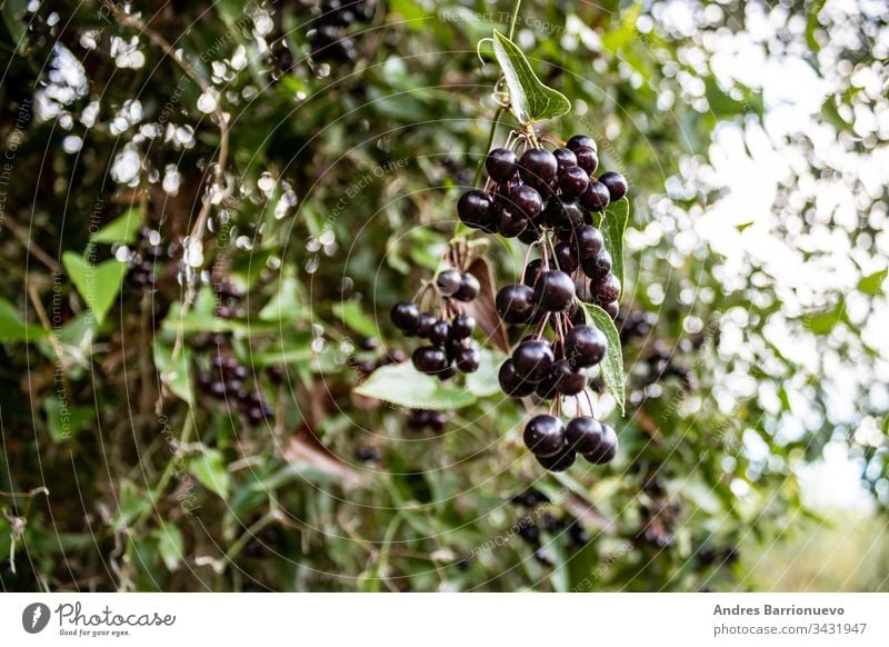 Fruits of the forest nobody ripe nature daytime grape black sweet tasty tree raw branch season plant delicious leaf organic exotic freshness food outdoor