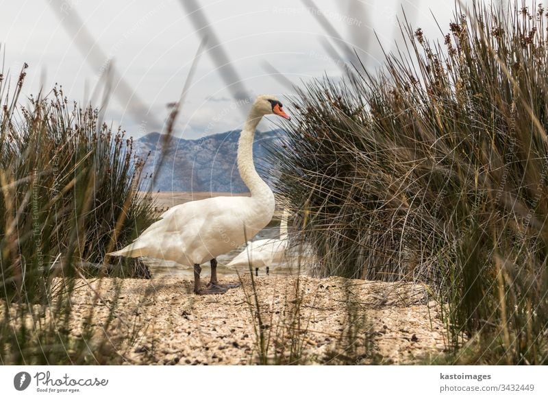 Whooper swan in natural habitat. Swans are birds of the family Anatidae within the genus Cygnus wild cygnus cygnus cygnus nature lake wildlife white water