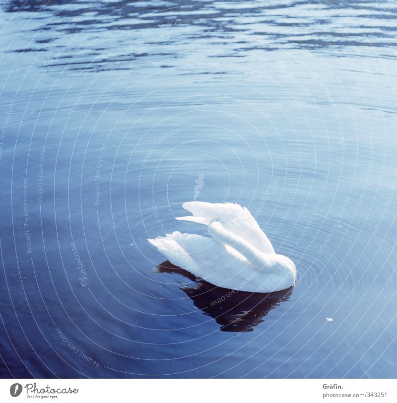 swan lake Water Lake Wild animal Swan 1 Animal Clean Blue White Esthetic Relaxation Personal hygiene Pure Calm Innocent Colour photo Exterior shot Deserted
