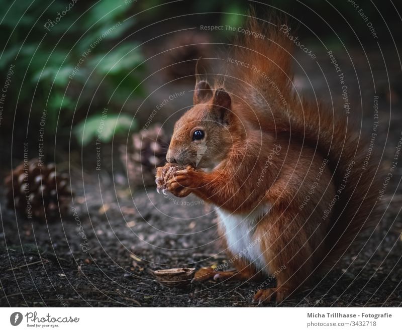 Eating squirrel on the forest floor Squirrel sciurus vulgaris Wild animal Animal face Pelt Rodent Paw Claw Forest Tails Ear Animal portrait To feed Fir cone