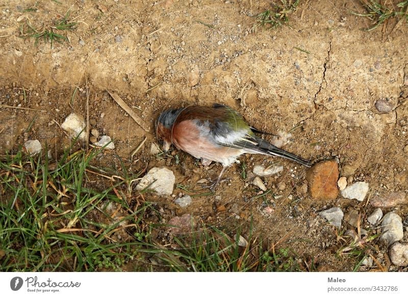 Close-up of a dead songbird in the ground animal nature wild wildlife horizontal photography avian male tree wing background color ecology environment forest