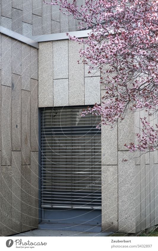 Pink cherry blossoms in spring in front of a grey facade of granite slabs and a floor-to-ceiling window covered by a louvre blind Facade Granite Spring Gray