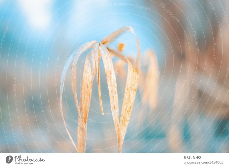 Reed blows in the morning mist Common Reed reed grass reddish grass Morning fog Blow Light blue Blue Beige delicate colours Shallow depth of field