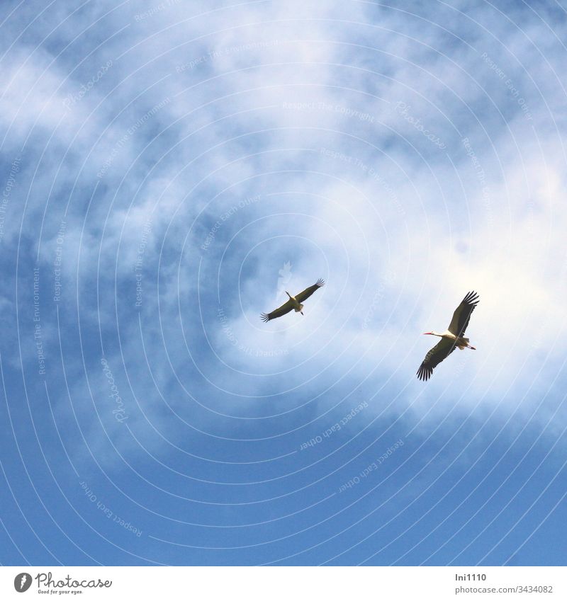 Storks gliding in front of a blue sky with clouds long neck long legs Floating Blue background Clouds birds 2 animals Deserted Neutral Background White Stork