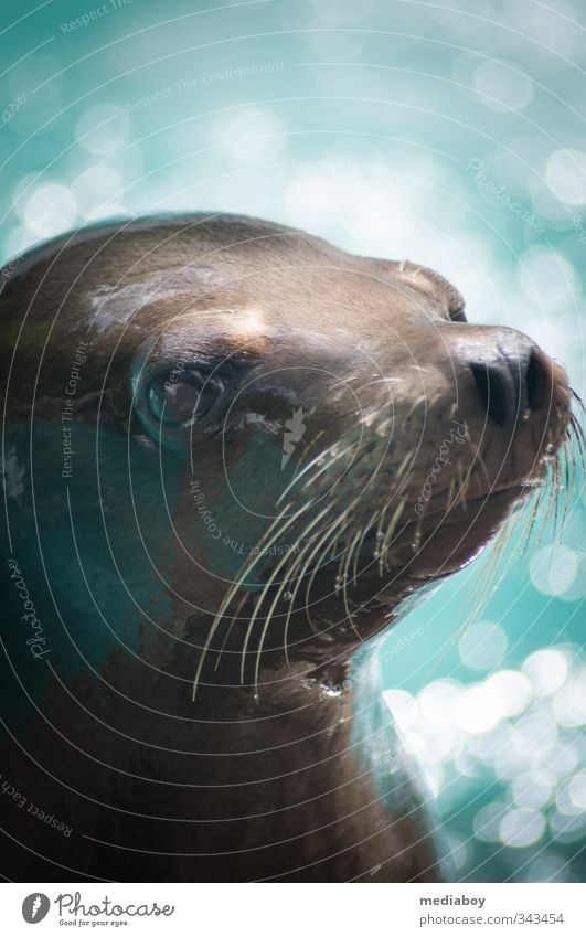 seal Animal Wild animal Animal face Zoo Looking Wait Cold Curiosity Blue Brown Turquoise White Anticipation Harbour seal Exterior shot Copy Space top Day