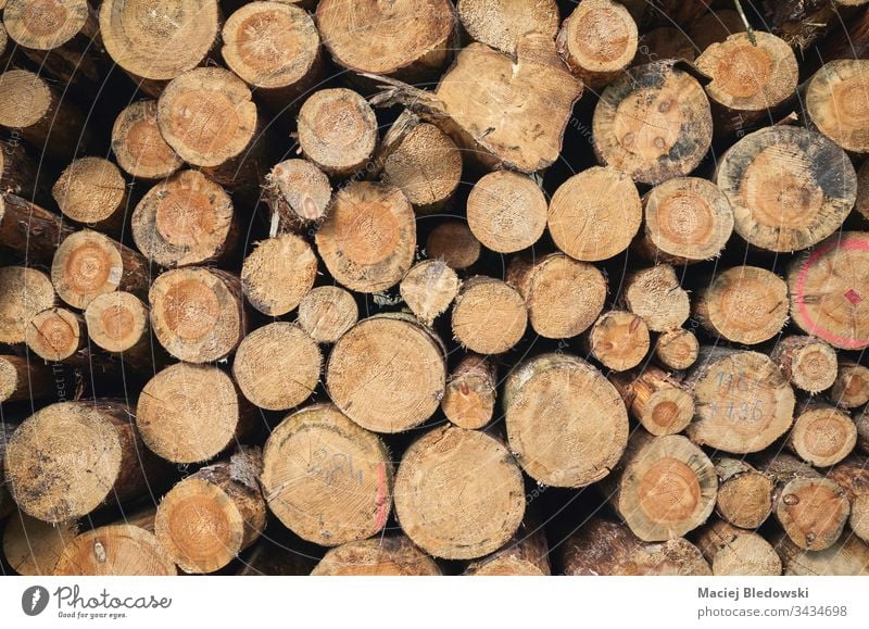 Close up picture of stacked tree logs. pile wood forest lumber trunk background cut timber natural rough nature woodpile industry raw brown forestry close up