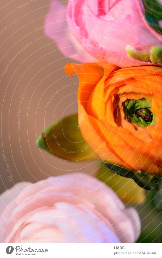 Ranunculus orange-pink Buttercup ranunculus Bouquet Flower Blossom blossom Pink Orange Green colored variegated garish colors Flashy vibrant colours