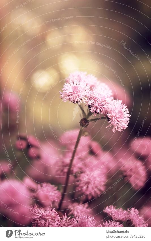 Close-up of a pink plant in the garden in front of a blurred background. Flower Nature Plant Summer Field green Spring come into bloom flora Beauty & Beauty