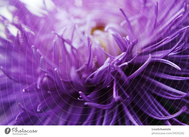 Close-up of purple plant in the garden. Abstract forms and fine petals. Flower Nature Plant Summer Field green Spring come into bloom flora Beauty & Beauty