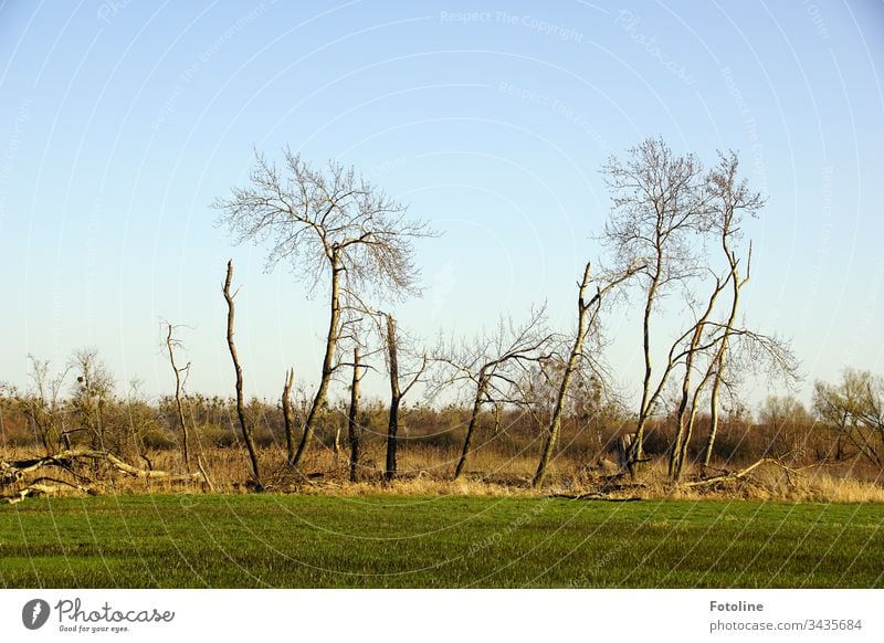 Not perfect but still beautiful - or trees on a meadow in the nature reserve Drömling Tree Nature Exterior shot Landscape Deserted Environment Colour photo Day