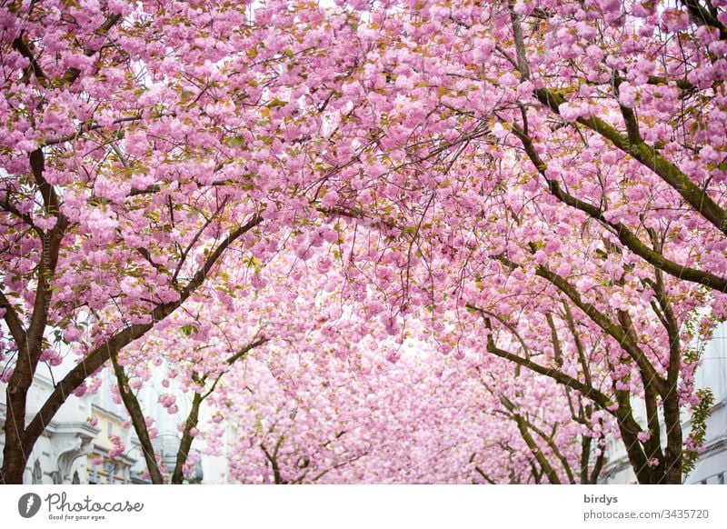 Japanese cherry blossom, sea of blossoms in the Heerstraße in Bonn, Germany, splendid blossoms, Japanese cherry Blossoming blossoming Cherry blossom