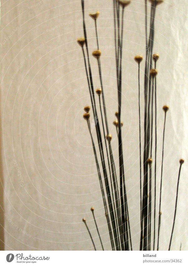 micado Plant Blade of grass Blossom Stalk paper lamp Macro (Extreme close-up)