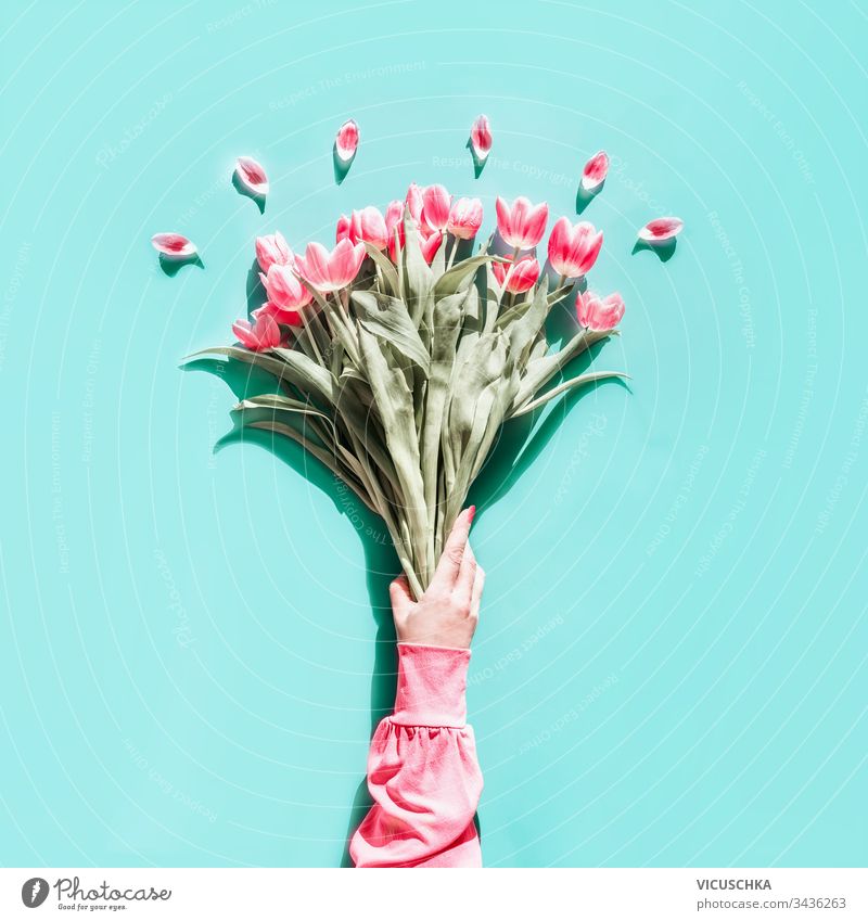 Female hand in pink blouse holding lovely tulips bunch on light turquoise background. Top view. Flat lay. Mothers day greeting female top view flat lay