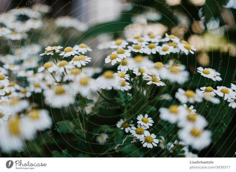 Full size flowering camomile bush Chamomile herbs medicinal plant Plant Deserted Herbs and spices Exterior shot Green Healthy Camomile blossom Yellow Summer