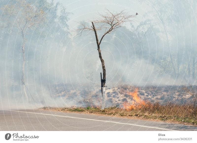 A fire at the roadside with a lot of smoke and a tree that almost catches fire Fire blaze Roadside Smoke Tree Blaze bush fire Dangerous Burn Hot Threat