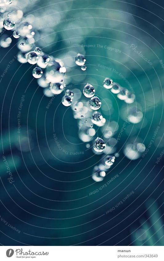 Wet Nature Drops of water Spider's web Natural Blue Colour photo Exterior shot Close-up Detail Deserted Copy Space top Copy Space bottom Neutral Background Day