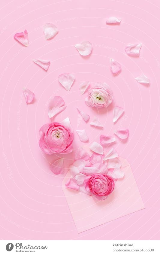 Pink ranunculus flowers and envelope on a light pink  background petals spring romantic pastel flat lay monochrome composition roses top view above concept