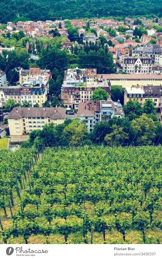 View from Ludwigshöhe in Freiburg to a vineyard and a residential area Vine viticulture wine region breisgau dwell Germany Europe Border area Climate Nature