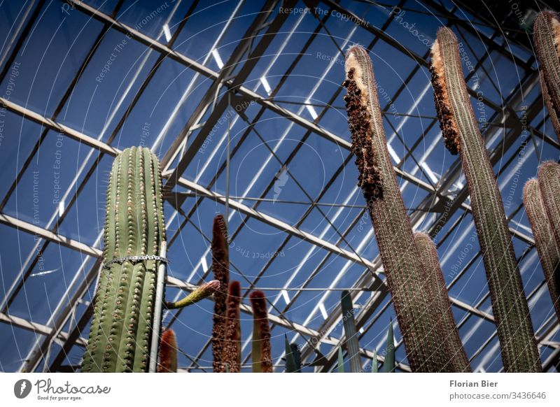 Large cacti in a greenhouse under a glass roof Greenhouse Botanical gardens biodiversity rearing Exhibition Plant Nature Botany Interior shot Environment