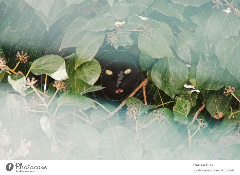 hissing black cat with shining eyes looks out of its hiding place through a hole in the hedge Cat hangover Snarl shrubby Animal Pet Animal face Looking Cat eyes