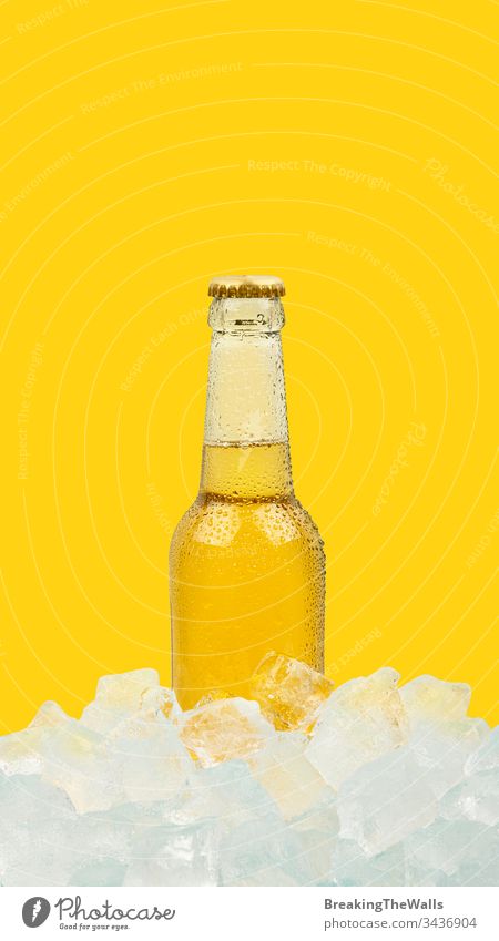 One bottle of cold lager beer on ice cubes over vivid yellow background Beer glass transparent clear golden one rocks ale closeup blue isolated retail display