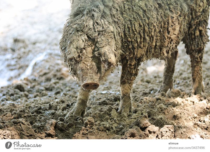 Hungarian Mangalitza pig Mangalica pig Wool pig Sheep-pig animal portrait Gourmet meat Dirty Free-range rearing undemanding Rabbit's foot Farm animal