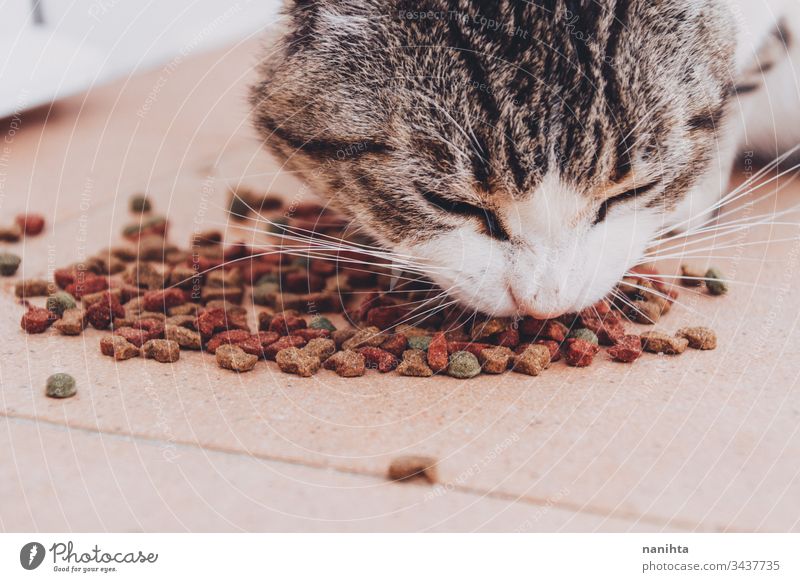 Little tabby cat eating his food pet feed industrial european common cat domestic domestic animal mammal hungry alley cat pet care feeding close up health