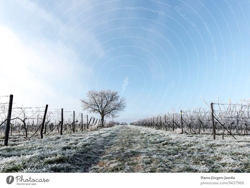 Vines and nut tree in frost Frost Ice Snow Cold White Frozen vines wingert grapes Winter Tree Branch Germany Rhineland-Palatinate Field Meadow Clouds leafless