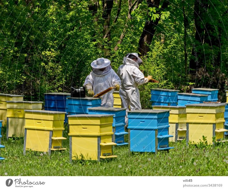 Two bee-masters  in veil at apiary work among hives two beekeeper bee-garden insect animal man nature tree forest field box beeswax hiver colony honey buzzing