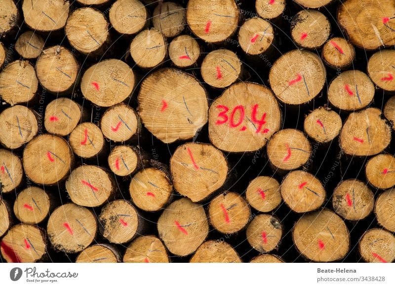marked logs stacked - with red and black markings and date 30.4. Wood Wooden stake Stack of wood Markings Date April Firewood Tree trunk Deserted Forestry Day