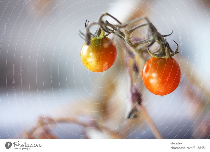 balcony extension Food Vegetable Lettuce Salad Tomato Nutrition Eating Breakfast Organic produce Vegetarian diet Diet Environment Nature Delicious Juicy Red