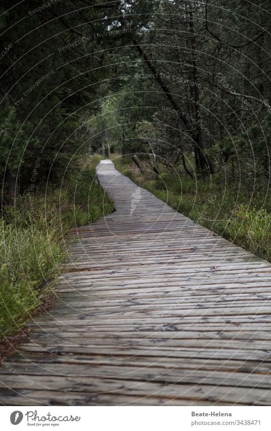 The journey is the destination 4 off forest path Woodway Moorland Lanes & trails To go for a walk Promenade