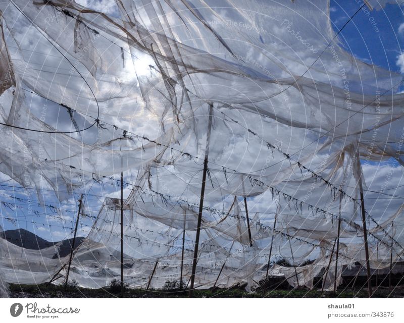tattered skies Landscape Air Sky Sun Sunlight Wind Field Blue Transience Far-off places Airy Torn Judder Gauze Blow Rag Colour photo Exterior shot Deserted Day