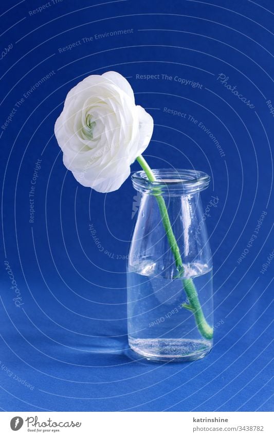 Spring composition with a white flower in a glass bottle on a blue background freesia water romantic close up concept creative day classic blue decor decoration