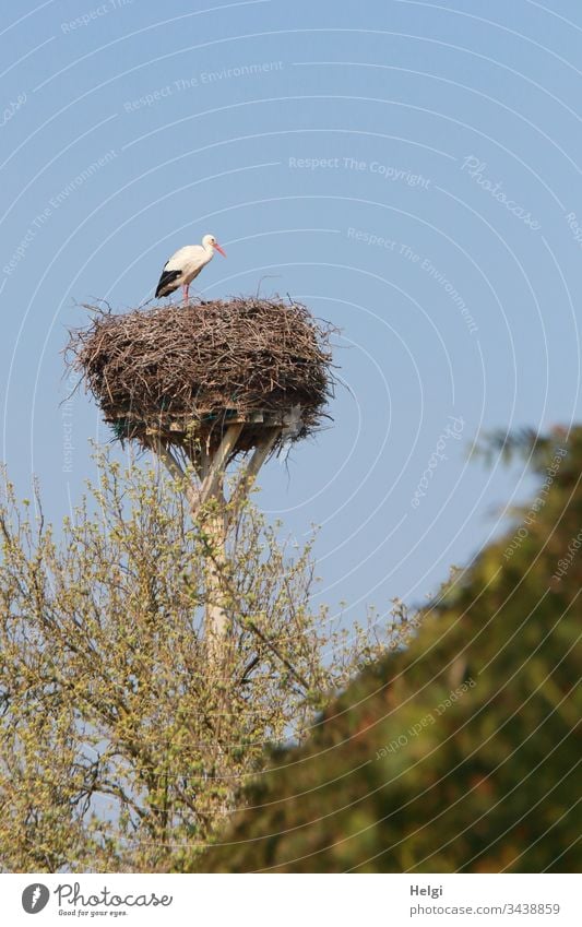 White stork stands in front of a blue sky in his stork nest, in the foreground bushes with green leaves White Stork Stork's Nest Eyrie Bird Animal Colour photo
