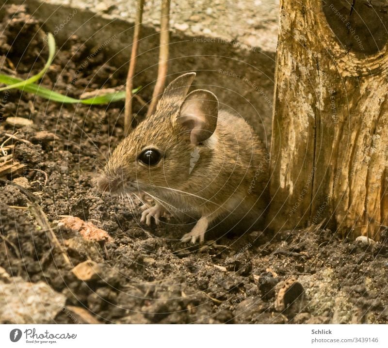Small wood mouse with big ears Animal Mouse Apodemus sylvaticus Pelt eyes feet Earth Ground Mammal Small mammals youthful Beautiful Sweet