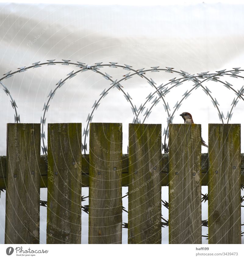 Matter of opinion - bird on wooden fence with barbed wire Fence Bird Barbed wire Barbed wire fence Border Barrier Deserted Wire netting fence Protection