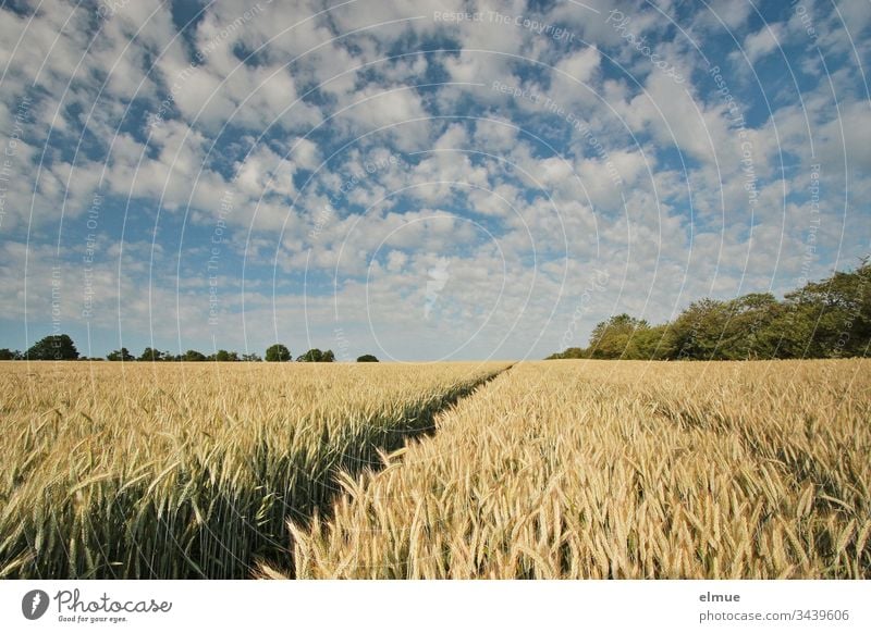 Grain field with lane and many fair weather clouds triticale Agriculture field economy Tire acre Field spike Blade of grass Summer Nature Plant Landscape