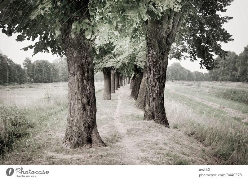 Goal-oriented Narrow off trees Lanes & trails Landscape Nature Exterior shot out Forest Calm Environment Deserted Colour photo Subdued colour Margin of a field