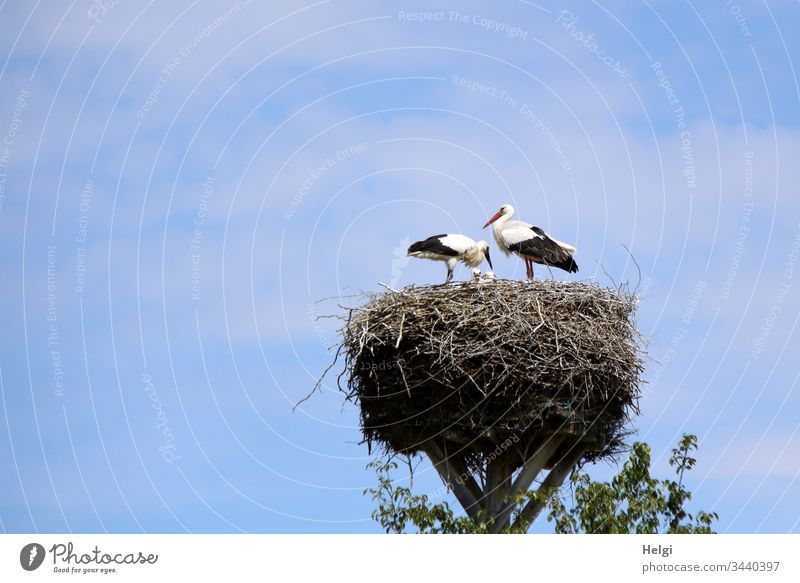 two storks are standing in the stork nest in fine weather and care for their young Stork Stork pair young stork White Stork Nest Stork's Nest Eyrie Bird