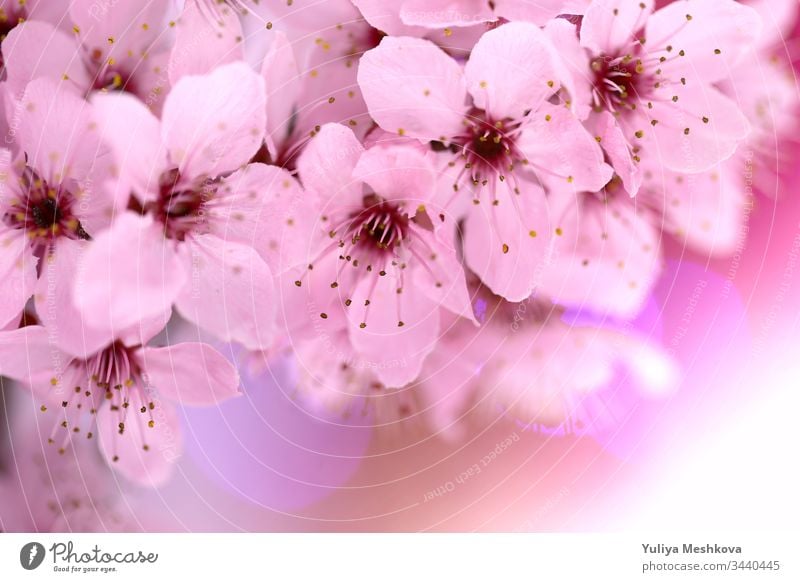 spring cherry flowers .cherry pink flowers close-up on a blurred pink background. Spring tender floral background in pastel colors. soft focus blurry tree